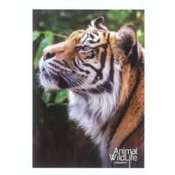 10 quadernoni maxi ANIMAL WILD LIFE 10 quadernoni maxi ANIMAL WILD LIFE